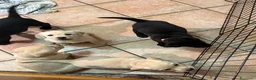 Labrador cani in vendita: Labrador cuccioli  - Annuncio 2