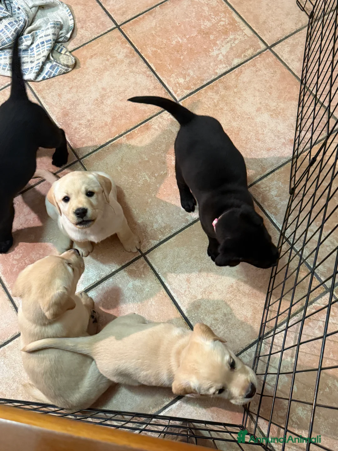 Labrador cani in vendita: Labrador cuccioli  - Annuncio 2