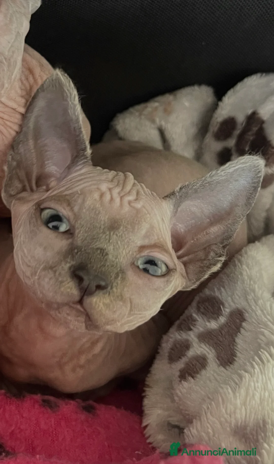 Sphynx gatti in vendita: Gattina Sphynx con pedigree cerca casa - Annuncio 2