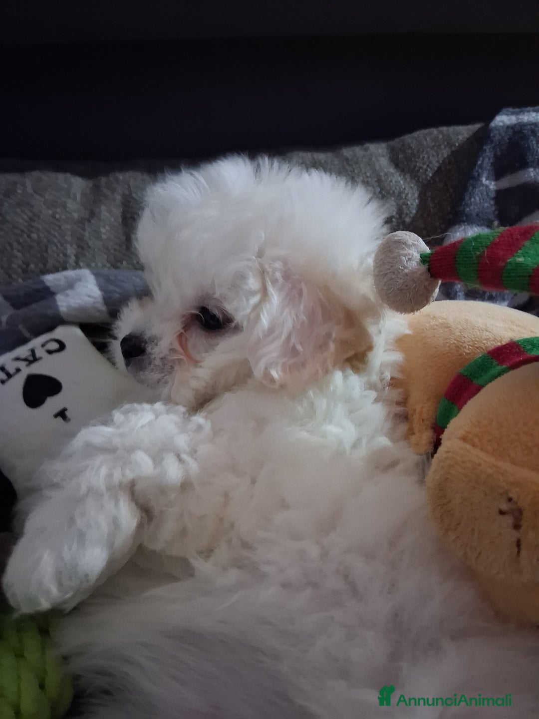 Maltese cani in vendita: Cucciole Maltese - Annuncio 5