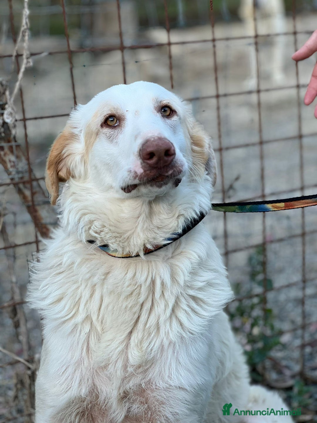 Meticcio cani in regalo: Cracco molto affettuoso - Annuncio 13
