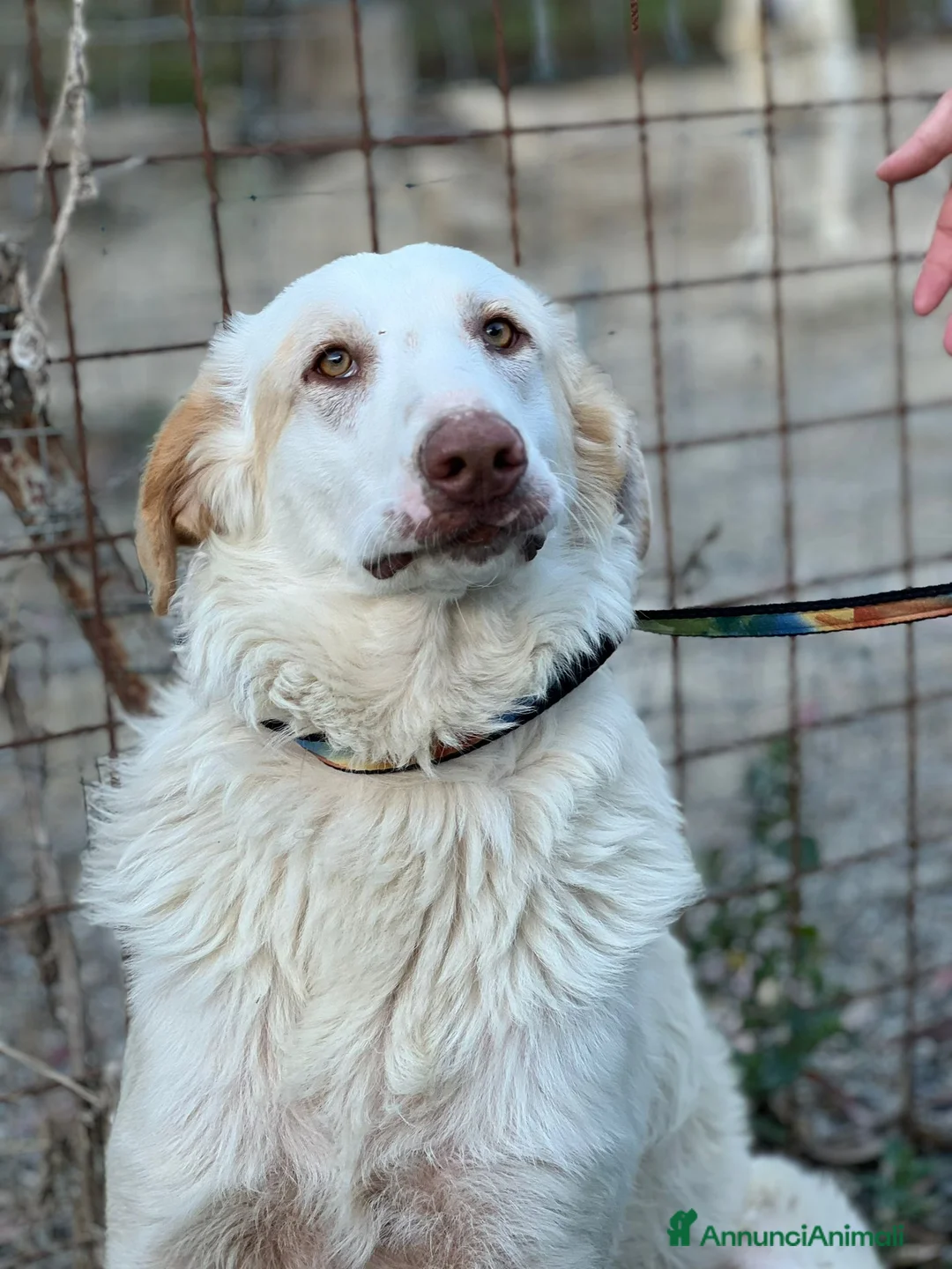Meticcio cani in regalo: Cracco molto affettuoso - Annuncio 13