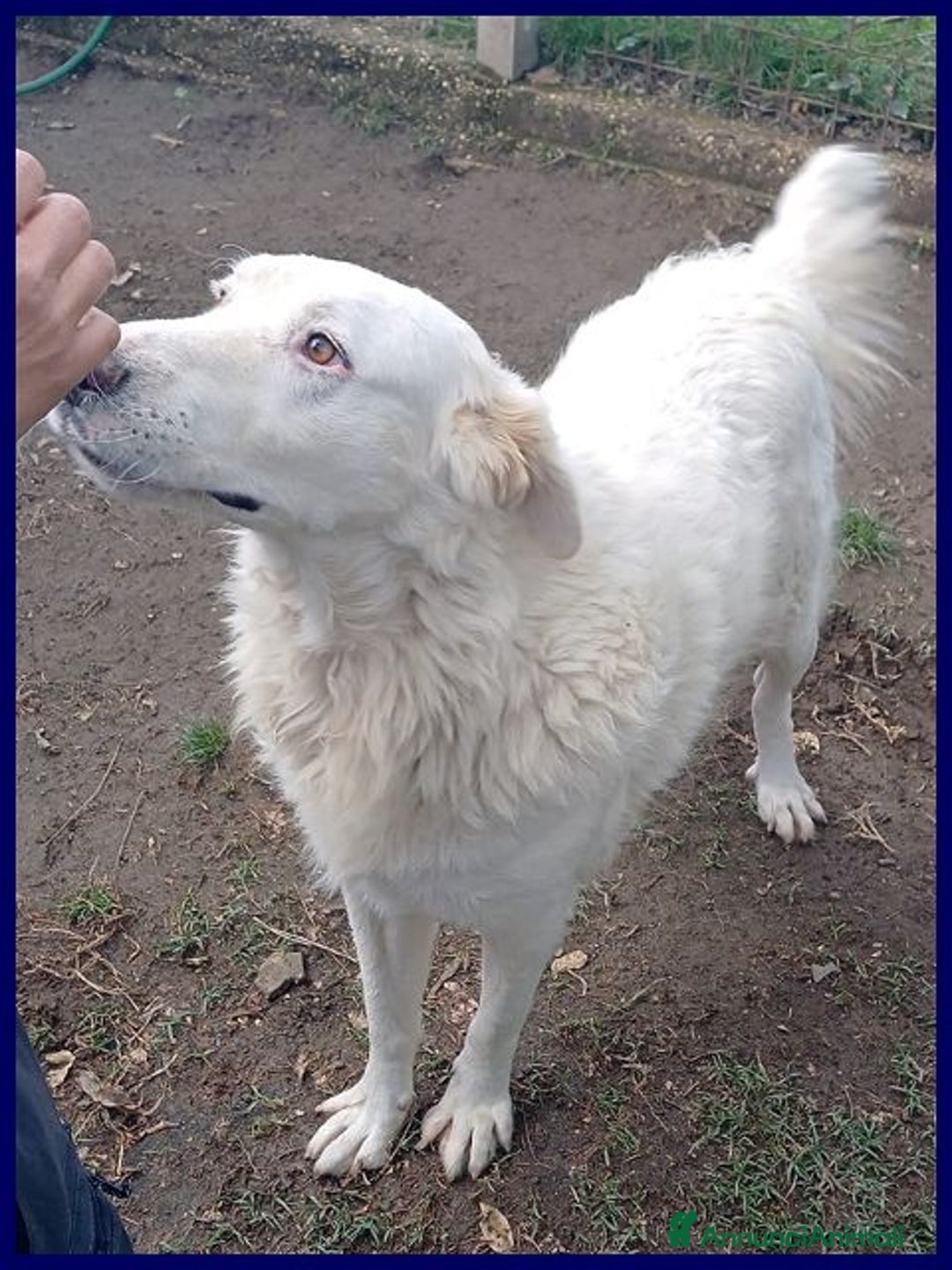 Meticcio cani in regalo: BOMBA giovane buona con tutti! tg abbondante - Immagine 4