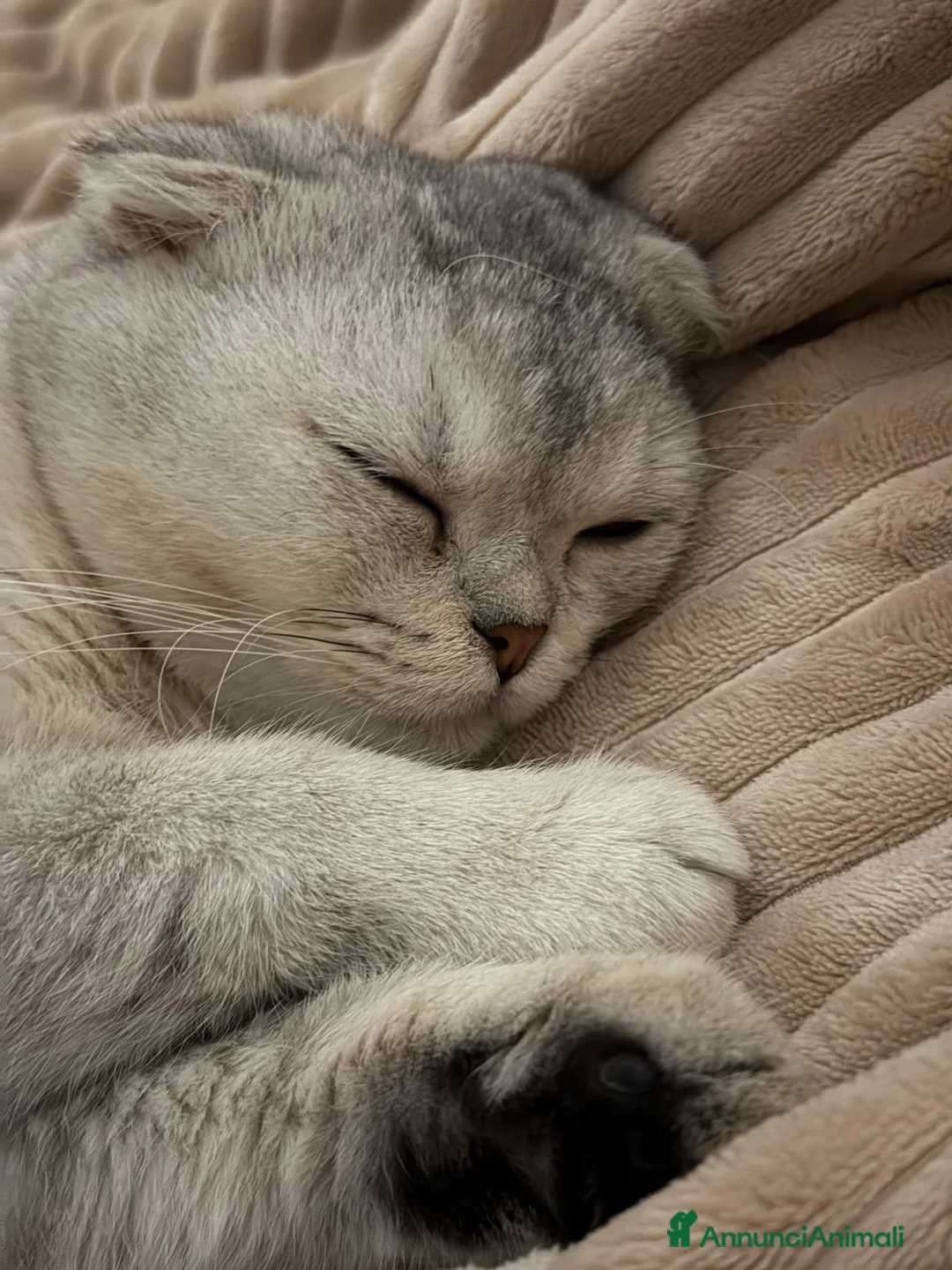 Scottish gatti per accoppiamento: Scottish fold disponibile per accoppiamento - Annuncio 11