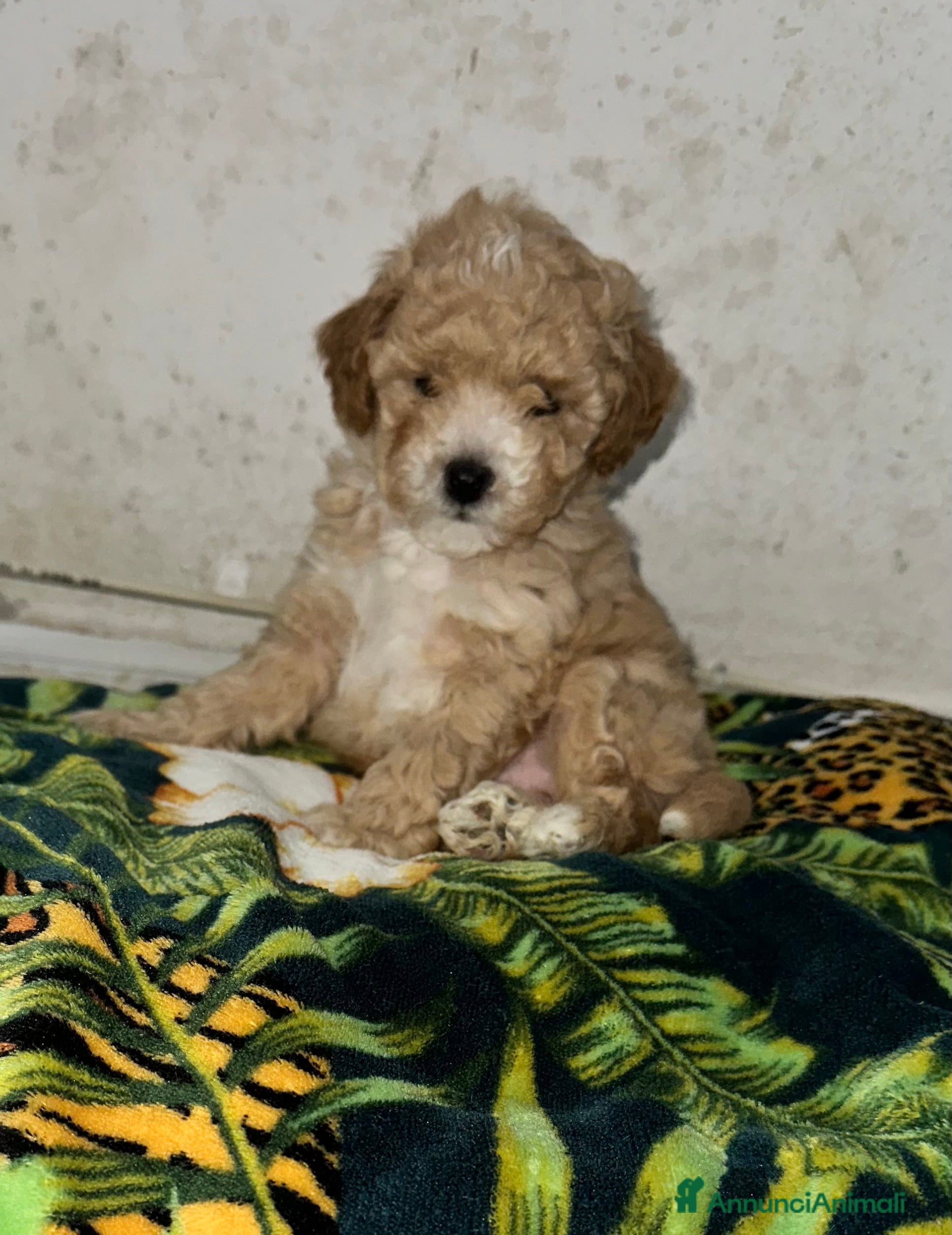 Barboncino Toy cani Barboncino Toy maschietto  - Annuncio 16