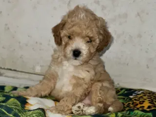 Barboncino Toy cani Barboncino Toy maschietto - Annuncio 16