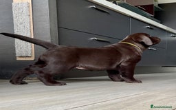 Labrador cani in vendita: Meraviglioso cucciolo di labrador chocolate puro a Città metropolitana di Palermo - Immagine 5