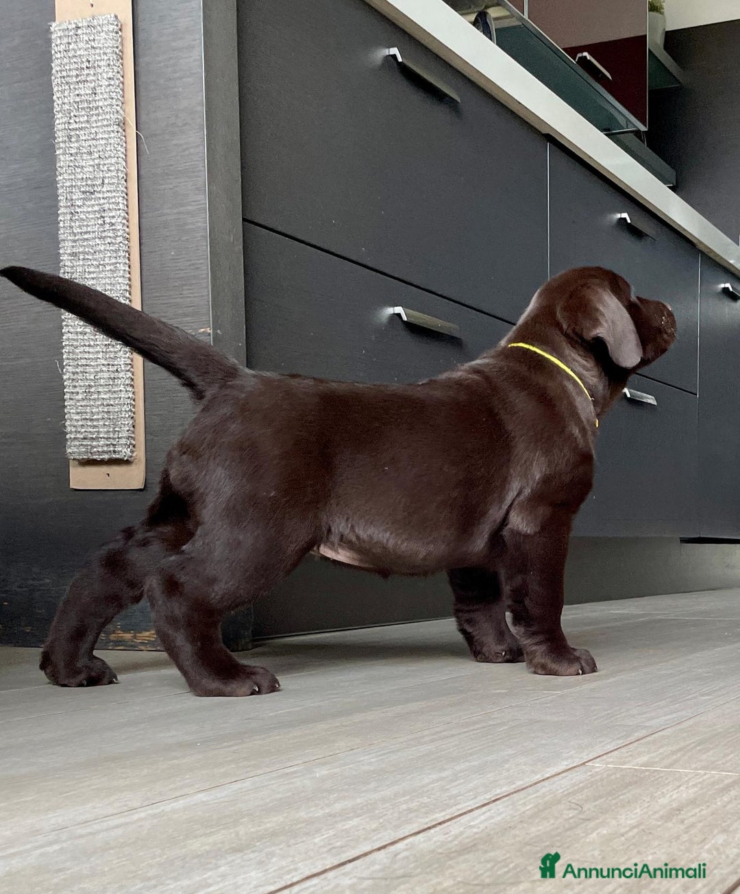 Labrador cani in vendita: Meraviglioso cucciolo di labrador chocolate puro a Città metropolitana di Palermo - Immagine 5