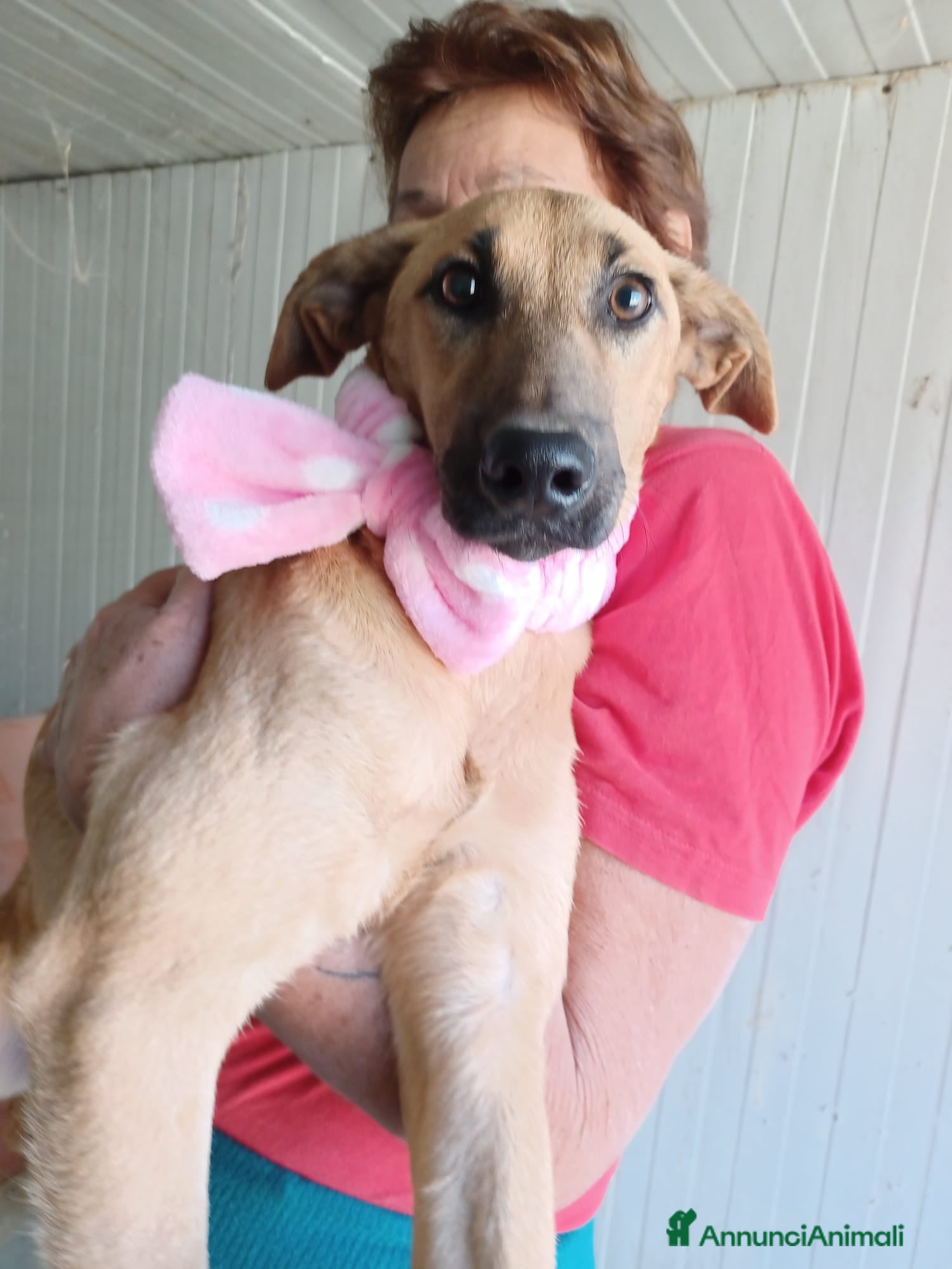 Meticcio cani LA DOLCE ALBICOCCA a Città metropolitana di Roma Capitale - Annuncio 32