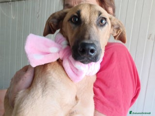 Meticcio cani LA DOLCE ALBICOCCA a Città metropolitana di Roma Capitale - Annuncio 32