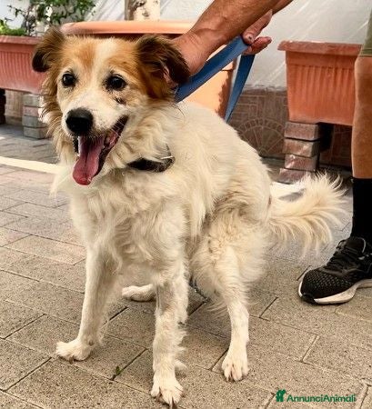 Meticcio cani MAX DOLCE  - Annuncio 10