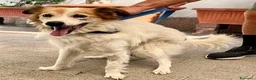 Meticcio cani in regalo: MAX DOLCE  - Annuncio 1