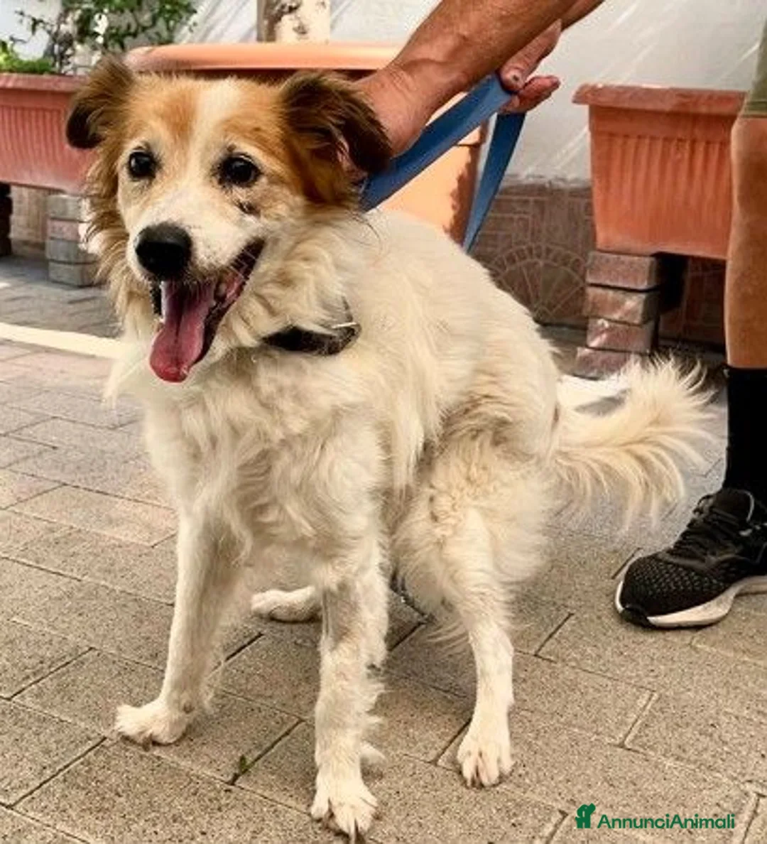 Meticcio cani in regalo: MAX DOLCE  - Annuncio 1