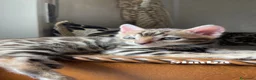 Bengala gatti in vendita: Cuccioli bengala  - Annuncio 2