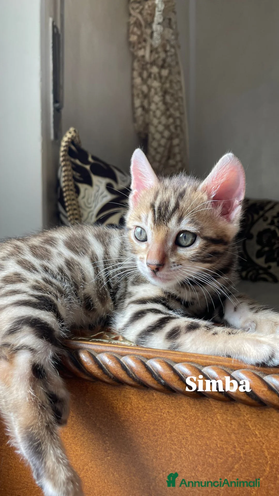Bengala gatti in vendita: Cuccioli bengala  - Annuncio 2