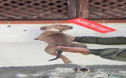 American Bully cani in vendita: AMERICAN BULLY ultime cucciole coccolose - Immagine 6