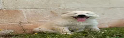 Meticcio cani in regalo: Bellissimo Dimitry - Annuncio 7