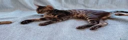 Bengala gatti in vendita: Esclusivo Bengala "Leopardo Nero" - Annuncio 4