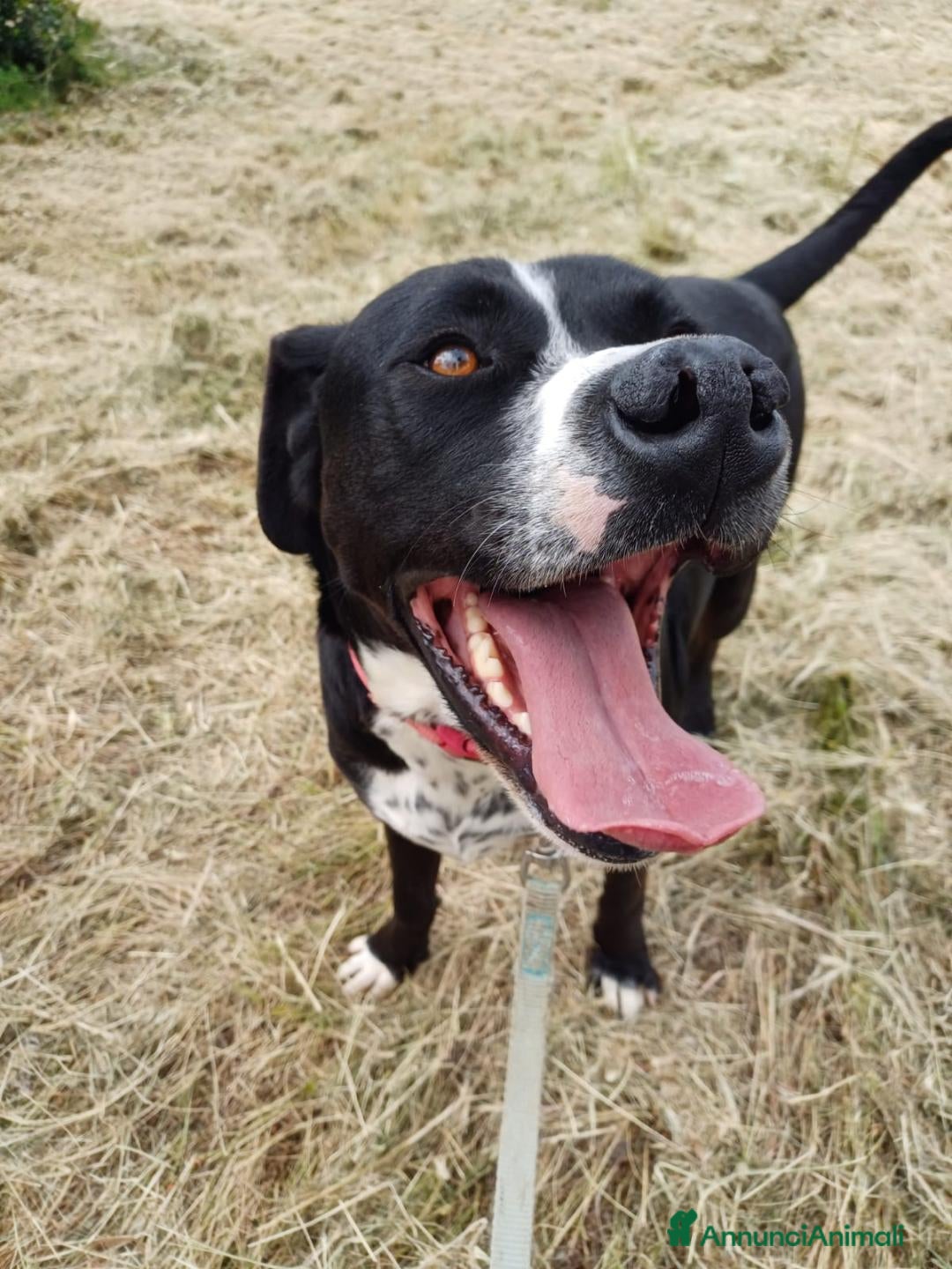 Meticcio cani per accoppiamento: LUCA, 2 ANNI a Provincia di Bergamo - Immagine 4