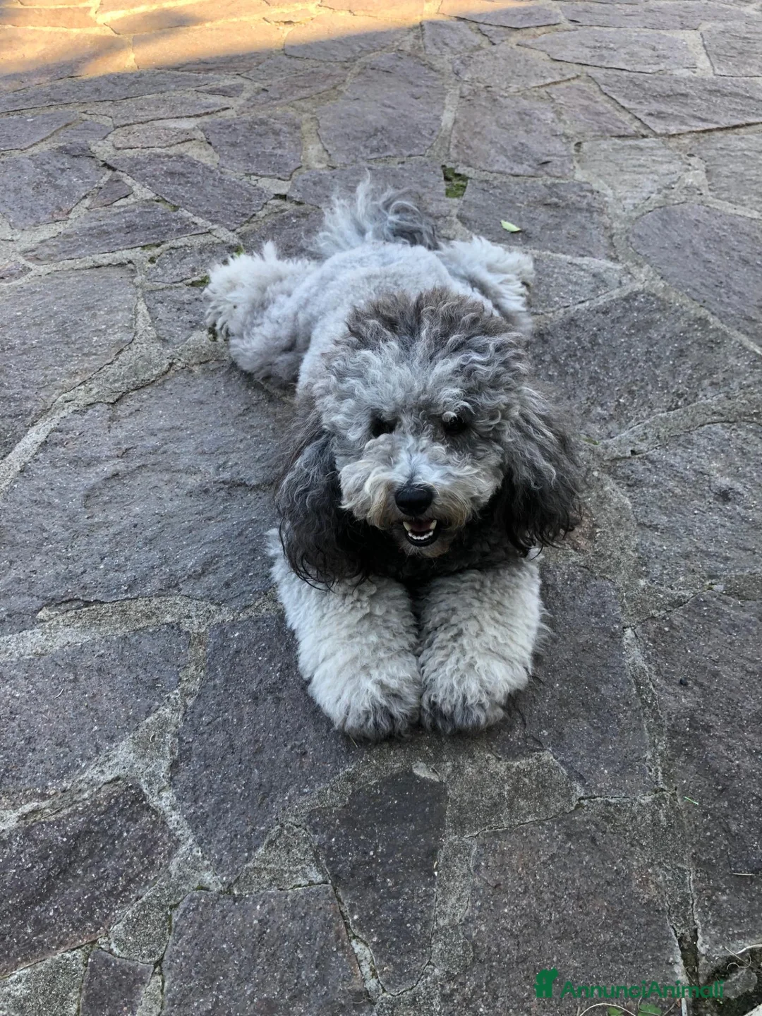Barboncino cani per accoppiamento: Barboncino per monta - Annuncio 2