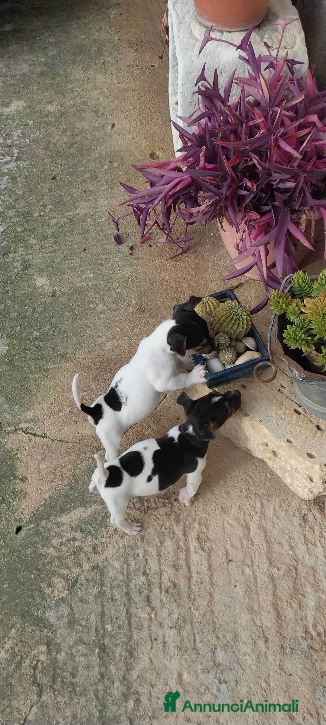 Jack Russell cani in vendita: Cuccioli jack russel  - Annuncio 7