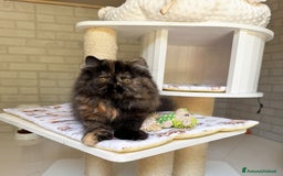 Persiano gatti in vendita: Cucciola persiana pura Tortie a Metropolitan City of Rome Capital - Immagine 3