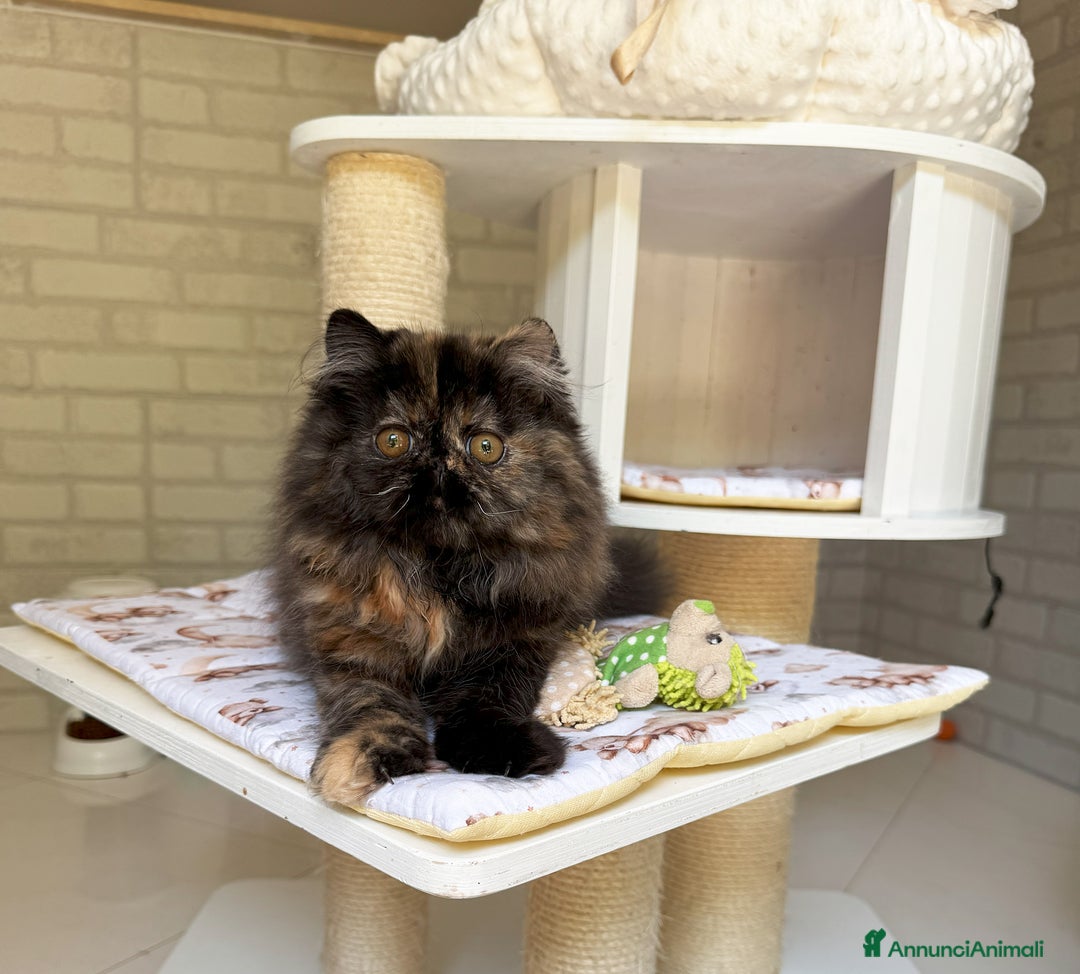 Persiano gatti in vendita: Cucciola persiana pura Tortie a Metropolitan City of Rome Capital - Immagine 3