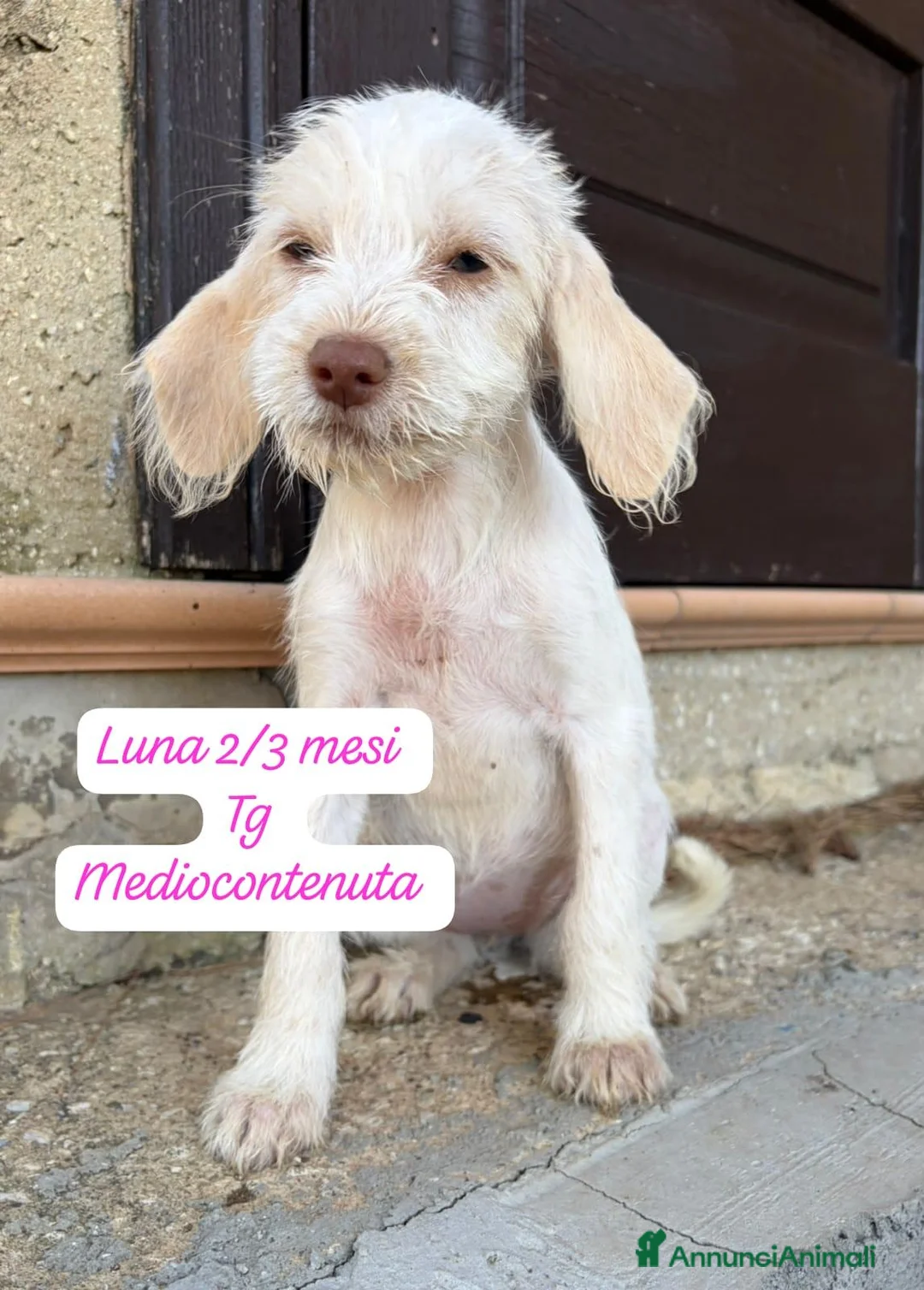 Meticcio cani in regalo: Cuccioli invisibili da salvare  a Provincia di Pistoia - Annuncio 1