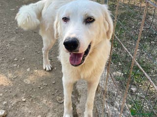 Meticcio cani MERAVIGLIOSO OSLO - Annuncio 9