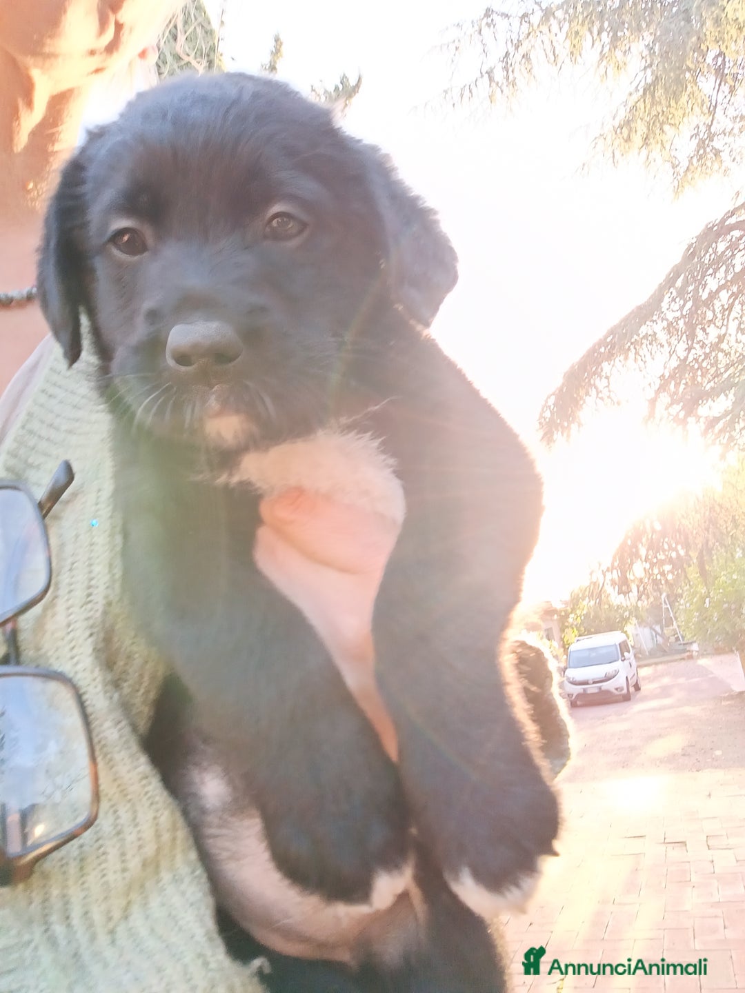 Meticcio cani in vendita: Cuccioli di Borador (Border Collie labrador) - Annuncio 8