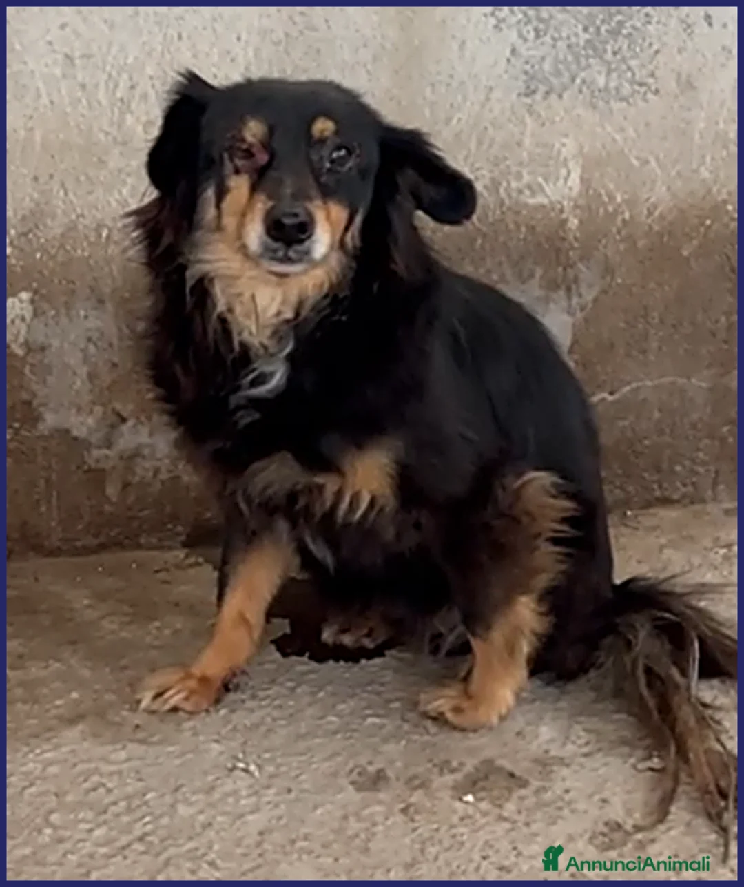 Meticcio cani in regalo: ADOZ D'AMORE PER APACHE 9 ANNI, UN OCCHIO MALATO a Roma - Annuncio 8