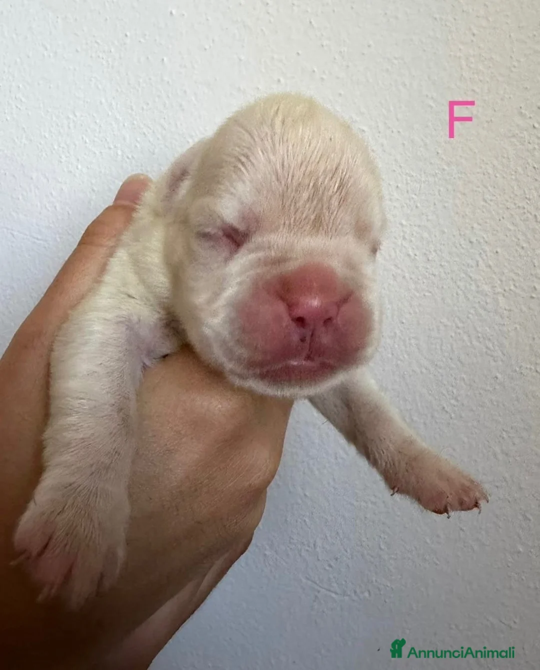 Boxer cani in vendita: Boxer  - Annuncio 2