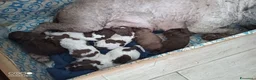 Lagotto cani in vendita: Cuccioli di Lagotto romagnolo  a Provincia di Pescara - Annuncio 2