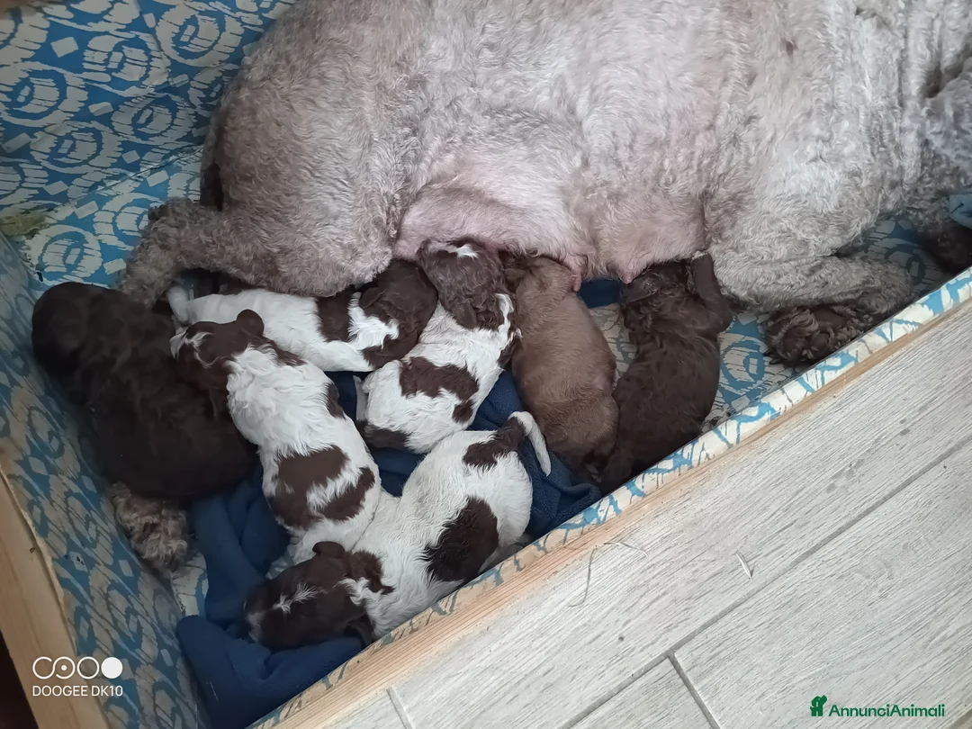 Lagotto cani in vendita: Cuccioli di Lagotto romagnolo  a Provincia di Pescara - Annuncio 2