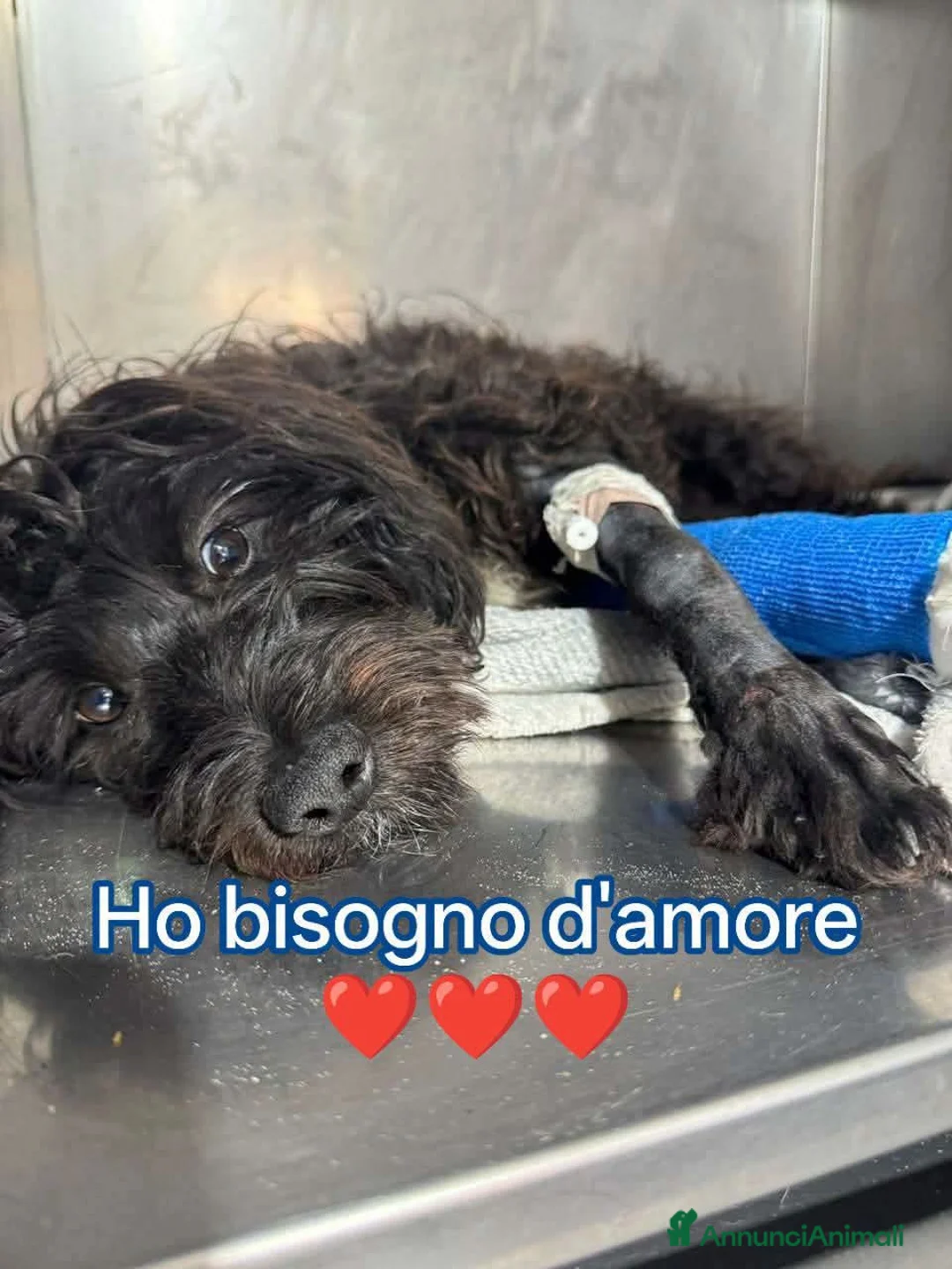 Meticcio cani in regalo: Cucciolo dolcissimo di 1 anno - Annuncio 1
