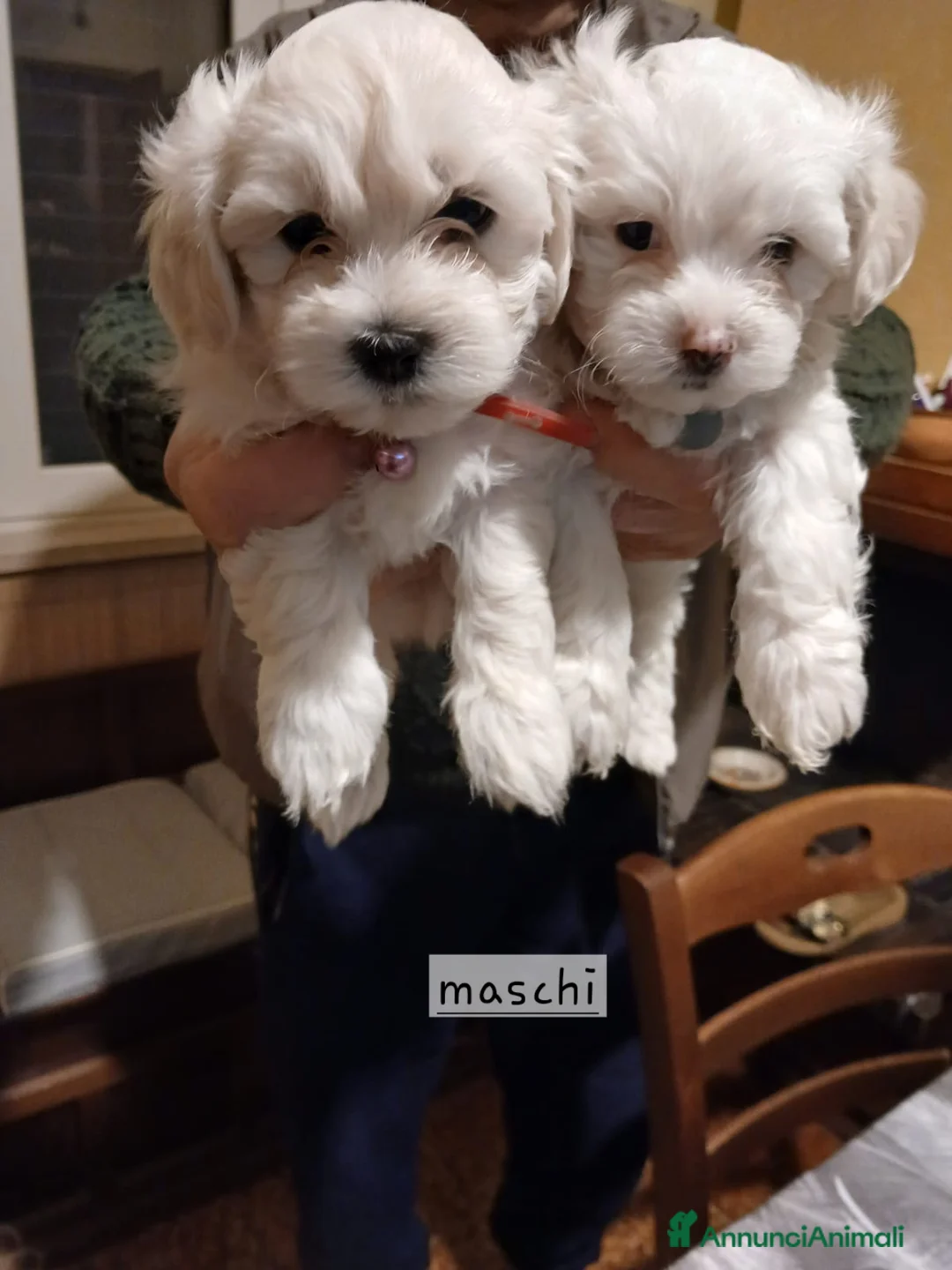 Maltese cani in vendita: Cuccioli maltesi - Annuncio 3