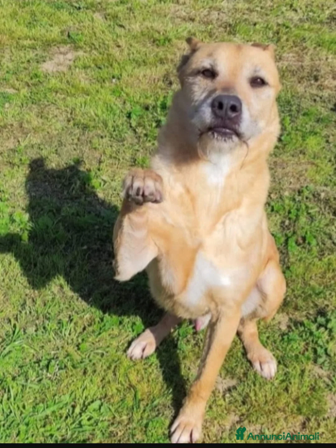 Meticcio cani in regalo: Baffo 9anni ha smesso di abbaiare,rassegnato!PUGLI - Annuncio 2