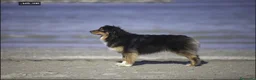 Australian Shepherd cani in vendita: Cucciolini di Australian Shepherd- Cucciolata Enya - Annuncio 2