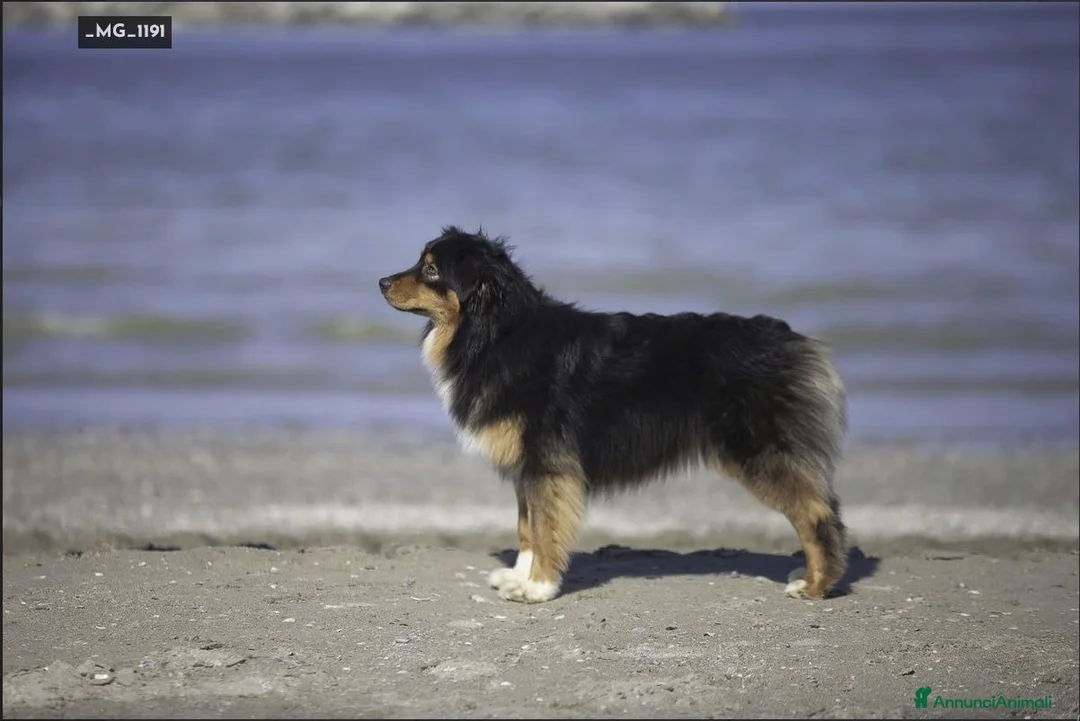 Australian Shepherd cani in vendita: Cucciolini di Australian Shepherd- Cucciolata Enya - Annuncio 2
