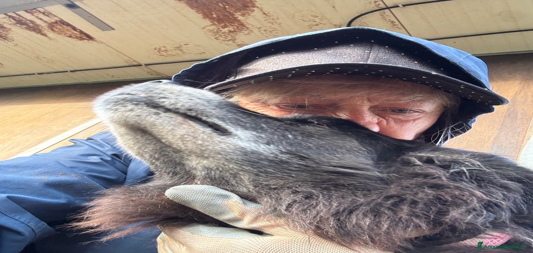 Immagine della galleria {{count}}