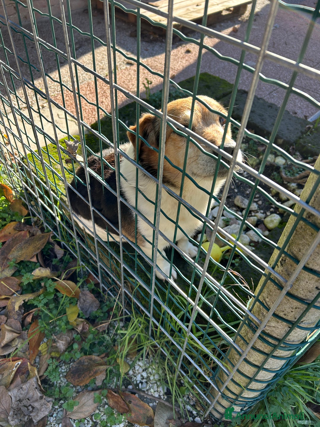 Jack Russell cani in regalo: Jack Russel terrier meticcio regalo - Annuncio 4