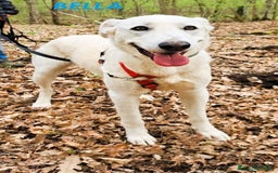 Meticcio cani in regalo: BELLA 2anni buona festosa tg media a Città Metropolitana di Firenze - Immagine 5