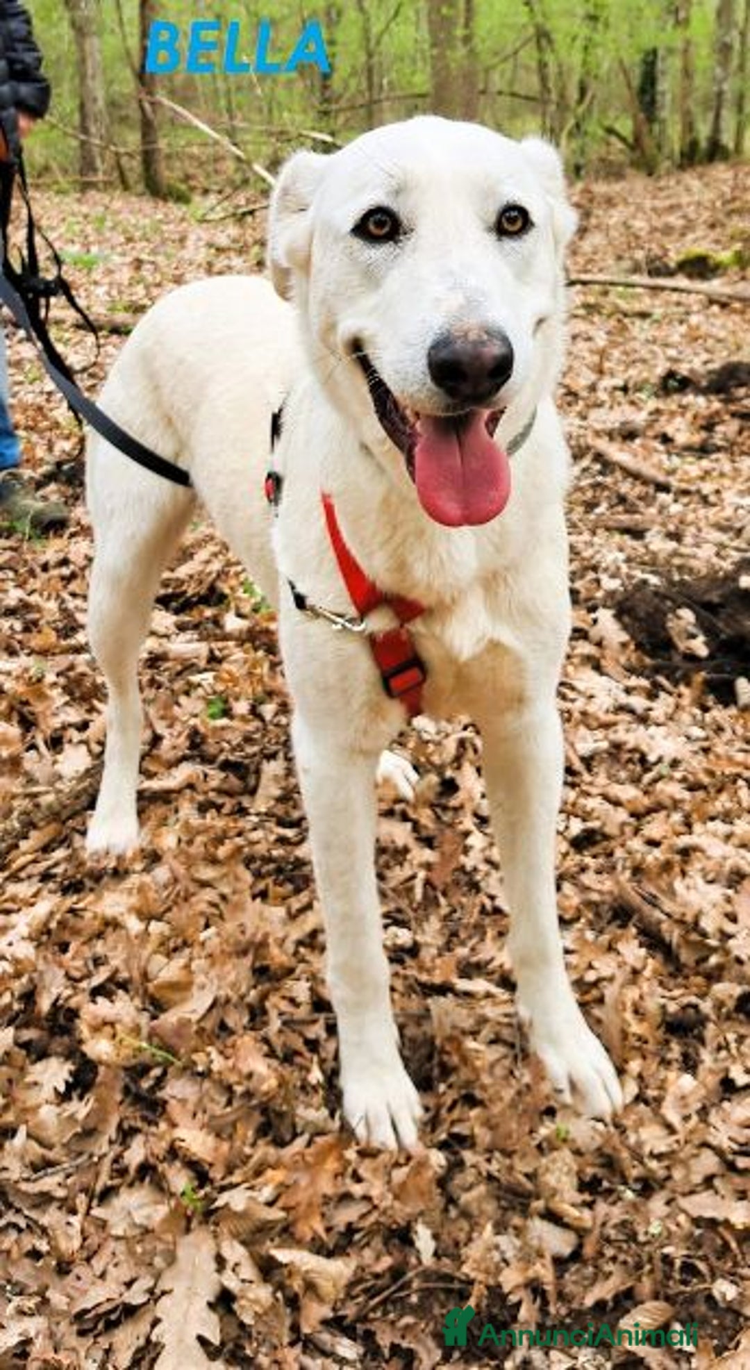 Meticcio cani in regalo: BELLA 2anni buona festosa tg media a Città Metropolitana di Firenze - Immagine 5