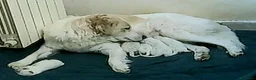 Pastore Abbruzzese Maremmano cani in regalo: cuccioli maremmani - Annuncio 2