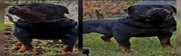 Rottweiler cani per accoppiamento: Rottweiler per monta - Annuncio 17