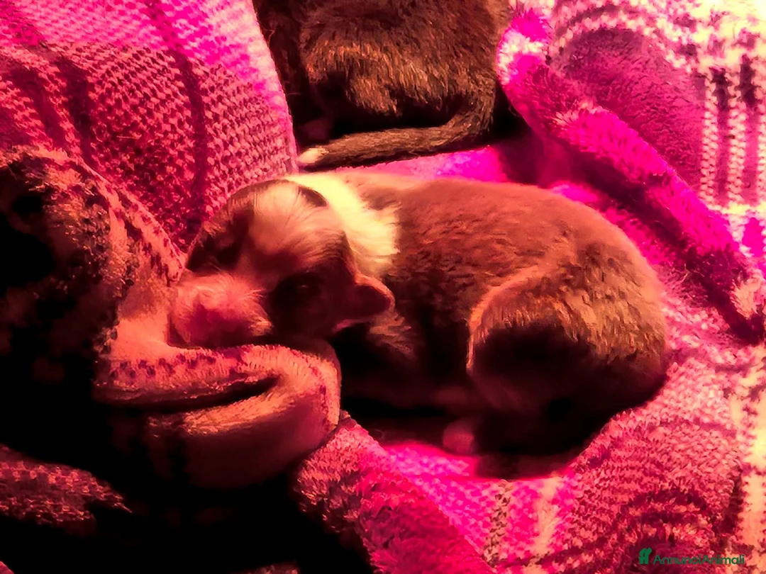 Australian Shepherd cani in vendita: Cuccioli di pastore australiano  - Annuncio 4