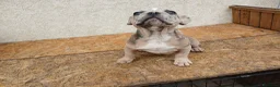 Bulldog Francese cani in vendita: Bulldog francese cuccioli - Annuncio 8