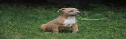 Pitbull cani in vendita: Cuccioli Pit Bull pronta consegna  - Annuncio 34