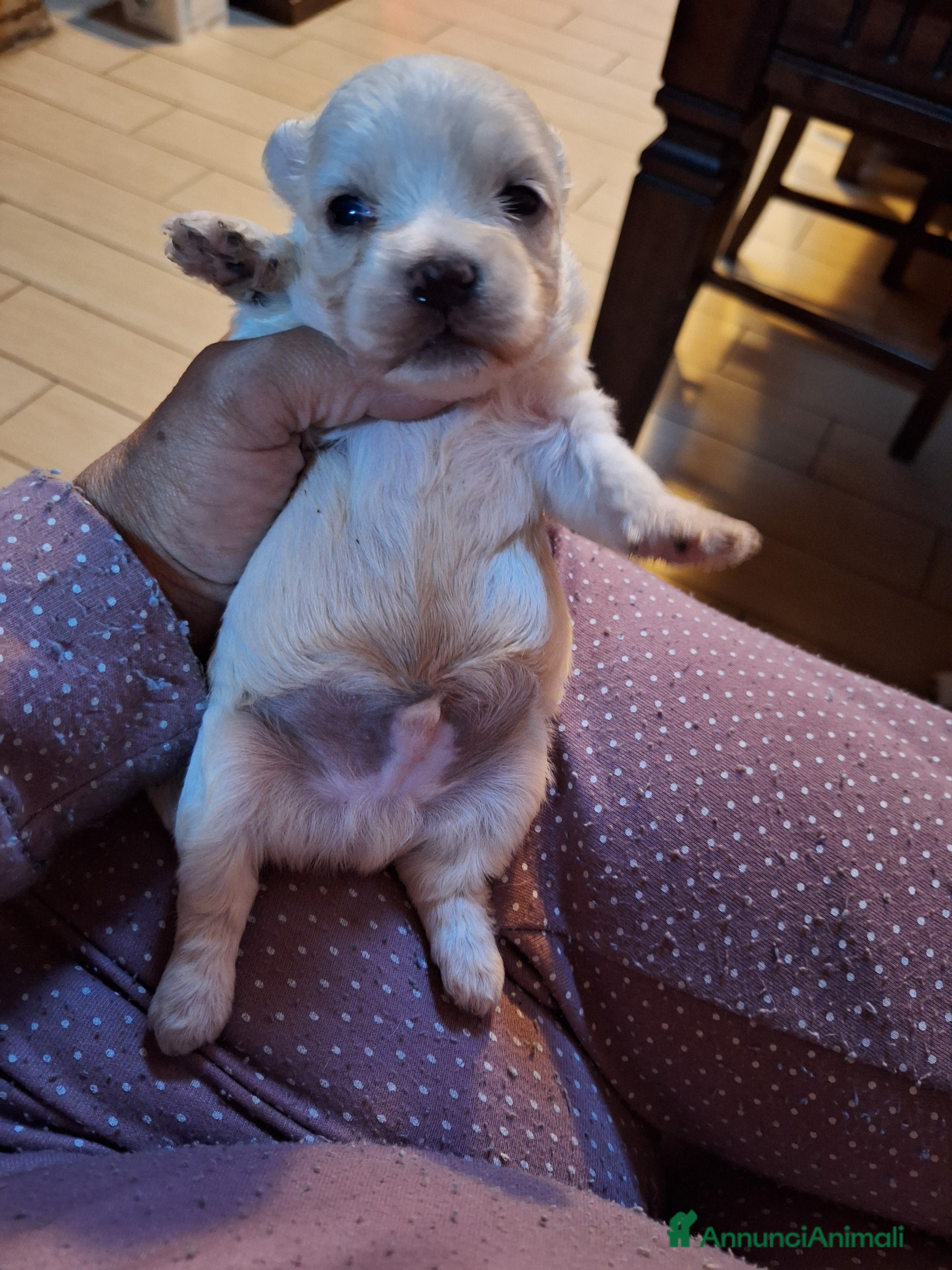 Maltese cani Maltese cucciolo con pedigree Enci - Annuncio 12