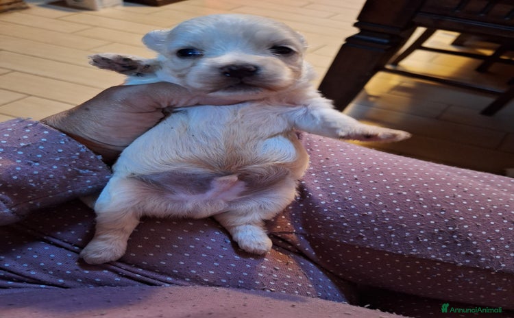 Maltese cani - Annuncio 11